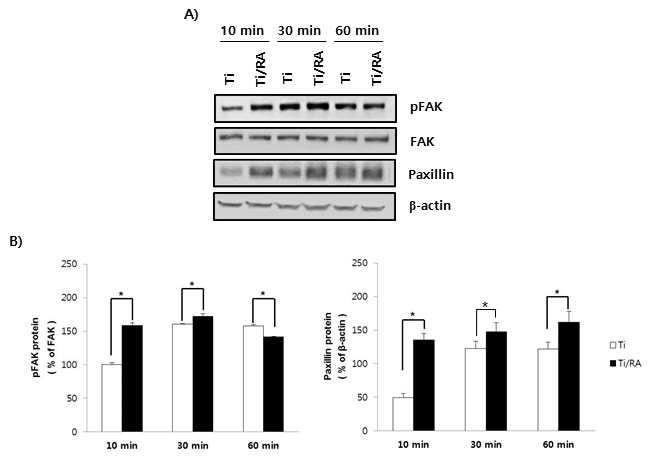 Effect of RA on Focal adhesions (FAs) through the FAK/Paxillin signaling pathway in MC3T3-E1 preosteoblasts on Ti surface