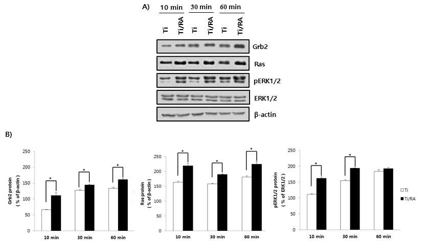 Effect of RA on cell proliferation and mitosis through the FAK/Grab2/Ras/ERK1/2 signaling pathway in MC3T3-E1 preosteoblastis on Ti surface