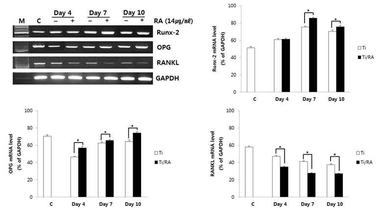 Expression of Runx-2, OPG and RANKL mRNA in RA-treated MC3T3-E1 cells during differentiation on Ti discs