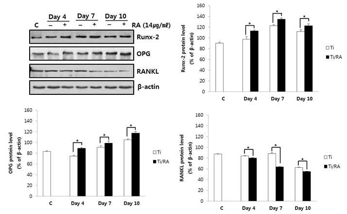 Expression of Runx-2, OPG and RANKL protein in RA-treated MC3T3-E1 cells during differentiation on Ti discs