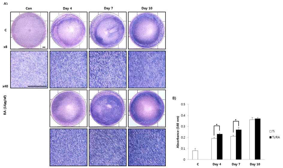 Effect of RA on mineralization through Alkaline phosphatase staining in MC3T3-E1 cells on Ti surface during differentiation