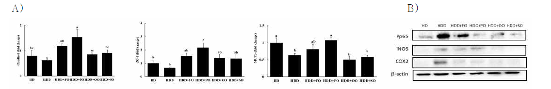 The mRNA and protein expression levels in the colon : Intestinal defense barrier and integrity markers, and NF-kB activation