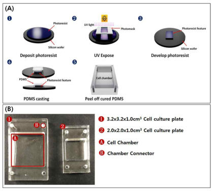 PDMS를 이용한 Cell Culture plate 제작과정(A)과 실제 제작된 PDMS cell culture plate(B)