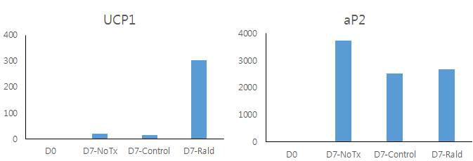 분화시작일 (D0), 7일째 No treatment (D7-NoTx), DMSO (D7-control), Retinaldehyde 1μM을 함께 처리하여 분화시킨 세포의 UCP1과 aP2 mRNA 발현