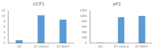 분화시작일 (D0), 분화를 마친 7일째의 control(D7-control), BMP7 3.3 nM (D7 BMP7)을 분화 시작 전까지 함께 처리하여 분화시킨 C3H10T1/2 세포의 UCP1과 aP2 mRNA 발현