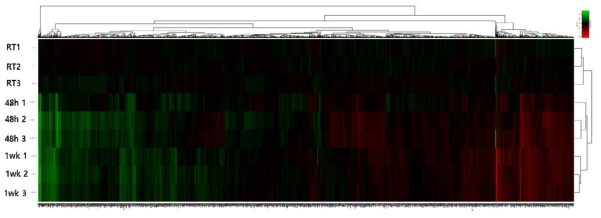 유의미한 단백의 Heatmap (RT: 상온, 48 h:48시간 추위노출, 1wk: 1주일 추위노출)