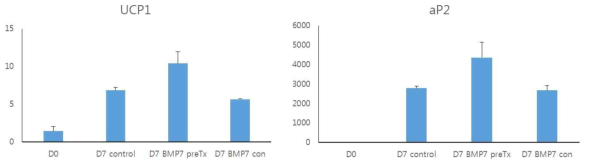 분화시작일 (D0), 분화를 마친 7일째의 control(D7 control), BMP7 3.3 nM을 분화 시작 전까지 함께 처리(D7 BMP7 preTx)하거나 지속하여 처리(D7 BMP7 con)하여 분화시킨 C3H10T1/2세포의 UCP1과 aP2 mRNA 발현