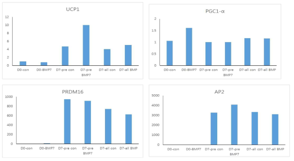 분화시작일 (D0), 분화시작일전까지 BMP7 (8.3nM)을 처리한 경우 (D0-BMP7), 분화를 마친 7일째의 전처리 control(D7-pre con), 연속처리 control (D7-all con), BMP7 8.3 nM을 분화 시작 전까지 함께 처리(D7-pre BMP7)하거나 지속하여 처리(D7-all BMP)하여 분화시킨 C3H10T1/2세포의 UCP1, PGC-1α, prdm16 aP2 mRNA 발현