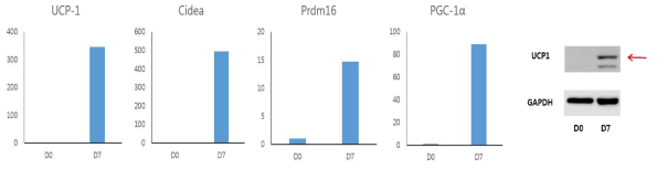 분화시작일 (D0), 7일째 (D7) BAT 세포의 UCP-1, Cidea, Prdm16, PGC-1α mRNA 발현과 UCP1의 단백발현