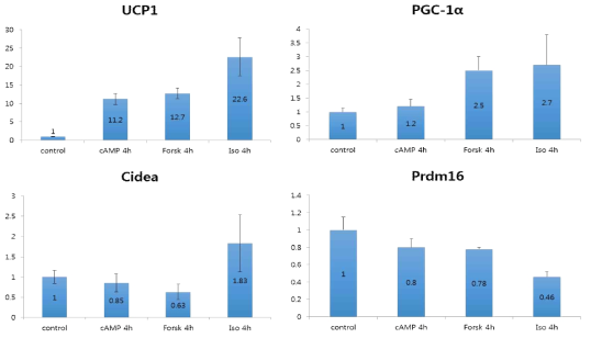 분화된 immortalized brown adipocyte cell을 4시간 control, dibutiryl cAMP (cAMP), Forskolin (Forsk), Isoproterenol (Iso) 처리한 후 UCP1, PGC-1α, Cidea, Prdm16 mRNA 발현의 변화