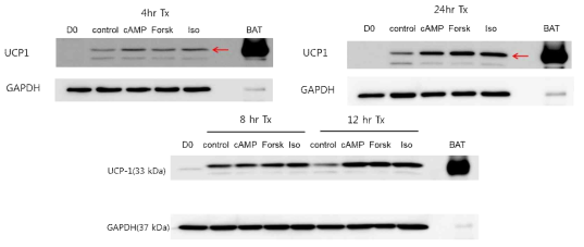 분화된 immortalized brown adipocyte cell을 4시간, 8시간, 12시간, 24시간 control, dibutiryl cAMP (cAMP), Forskolin (Forsk), Isoproterenol (Iso)로 처리한 후 UCP1 단백 발현을 확인함