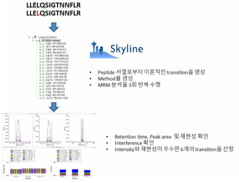 Skyline을 이용한 이론적 transition 생성 및 MRM 분석을 통한 확인