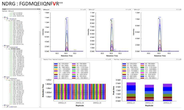 NDRG SIS peptide에 대한 MRM transition 확인 결과