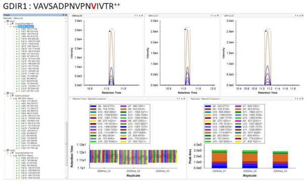 Arhgdia SIS peptide에 대한 MRM transition 확인 결과