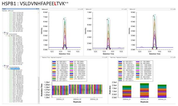 HSPB1 SIS peptide에 대한 MRM transition 확인 결과