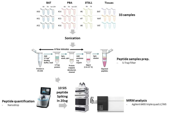 MRM 분석을 위한 Cell line 및 조직 시료 전처리 개요