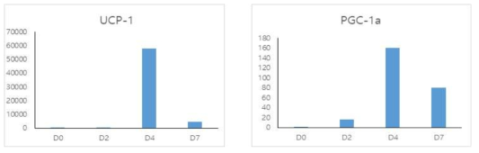 primary brown adipocyte의 분화 시 UCP1, PGC1α mRNA의 발현 변화