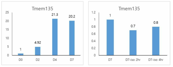 Primary brown adipocyte의 분화에 따른 Tmem135 mRNA발현(D0-분화 전, D2-분화 유도 2일째, D4-분화 4일째, D7-분화 7일째)과 분화 완료 후 isoproterenol 10μM 처리 2시간 (D7-iso 2hr)과 4시간 (D7-iso 4hr) 후 Tmem135 mRNA 발현