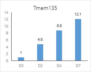 immortalized brown adipocyte cell line의 분화 시기별 Tmem135 mRNA 발현 변화 ((D0- 분화 전, D2-분화 유도 2일째, D4-분화 4일째, D7-분화 7일째)