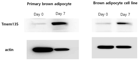 Primary brown adipocyte와 immortalized brown adipocyte cell line 의 분화 전 (D0)와 분화 후 (D7) Tmem135 단밸질 발현 (Western blot analysis)