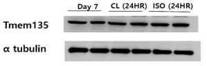 분화된 Primary brown adipocyte를 control (Day7), CL-316243 10uM (CL(24hr)), Isoproterenol 10uM (Iso(24HR))로 24시간 처리하여 활성화 시킨 후 Tmem135 단백발현