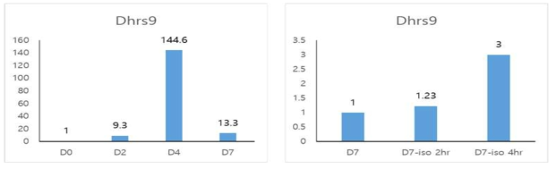 Primary brown adipocyte의 분화에 따른 dhrs9 mRNA발현(D0-분화 전, D2-분화 유도 2일째, D4-분화 4일째, D7-분화 7일째)과 분화 완료 후 isoproterenol 10μM 처리 2시간 (D7-iso 2hr)과 4시간 (D7-iso 4hr) 후 dhrs9 mRNA 발현