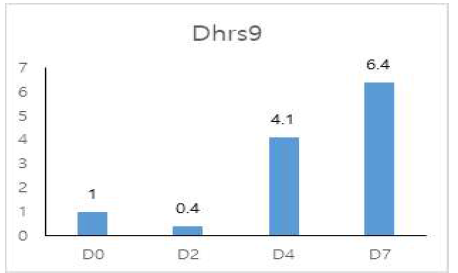 Immortalized brown adipocyte cell line의 분화 시기별 dhrs9 mRNA 발현 변화 ((D0-분화 전, D2-분화 유도 2일째, D4-분화 4일째, D7-분화 7일째)