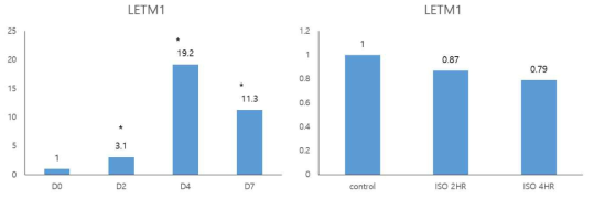 Primary brown adipocyte의 분화에 따른 letm1 mRNA발현(D0-분화전, D2-분화 유도 2일째, D4-분화 4일째, D7-분화 7일째)과 분화 완료 후 isoproterenol 10μM 처리 2시간 (iso 2hr)과 4시간 (iso 4hr) 후 dhrs9 mRNA 발현