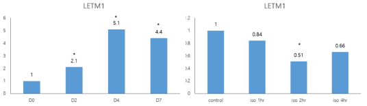 Immortalized brown adipocyte cell line의 분화 시기별 letm1 mRNA 발현 변화 ((D0-분화 전, D2-분화 유도 2일째, D4-분화 4일째, D7-분화 7일째)과 분화 완료 후 isoproterenol 10μM 처리 1시간 (iso 1hr), 2시간 (iso 2hr)과 4시간 (iso 4hr) 후 letm1 mRNA 발현