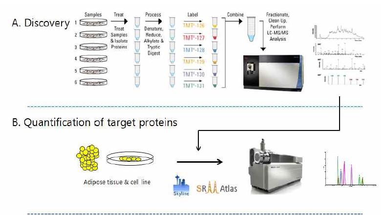 TMT based proteomics 결과(A)를 토대로 SRM 분석을 시행(B)하는 과정 개요