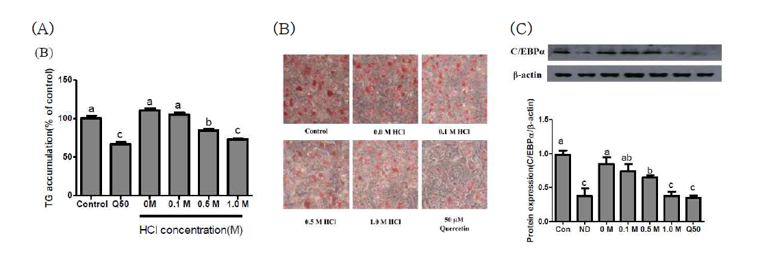 Effect of acid treated tartray buckwheat extract on anti-adipogenesis effect in 3T3-L1 adipocytes. (A) TG accumulation, (B) Result of Oil Red O staining, (C) Expression of C/EBPα