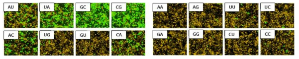 Polymerase assay, RNA replication activity(Green), Transfection control(Orange)