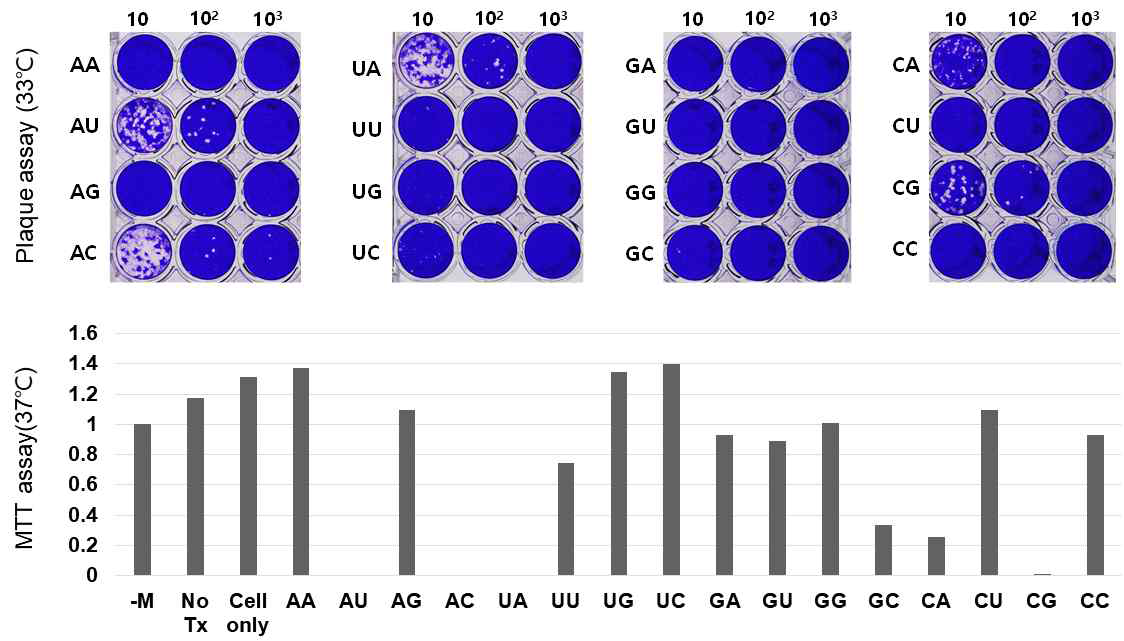 돌연변이 바이러스 Plaque assay & MTT assay