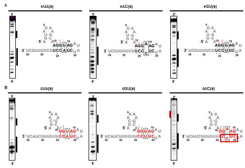 Promoter Structure Mapping by RNase VI (A) 바이러스 RNA 프로모터 구조, vUA(s), vAC(s), vGU(s)는 각각 UA, AC, GU 에서 유래 (B) 상보적 RNA 프로모터 구조, cUA(s), cGU(s), cAC(s)는 각각 UA, AC, GU에서 유래