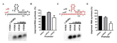 In vitro polymerase assay (A,B) 바이러스 RNA 프로모터 (C,D) 상보적 RNA 프로모터