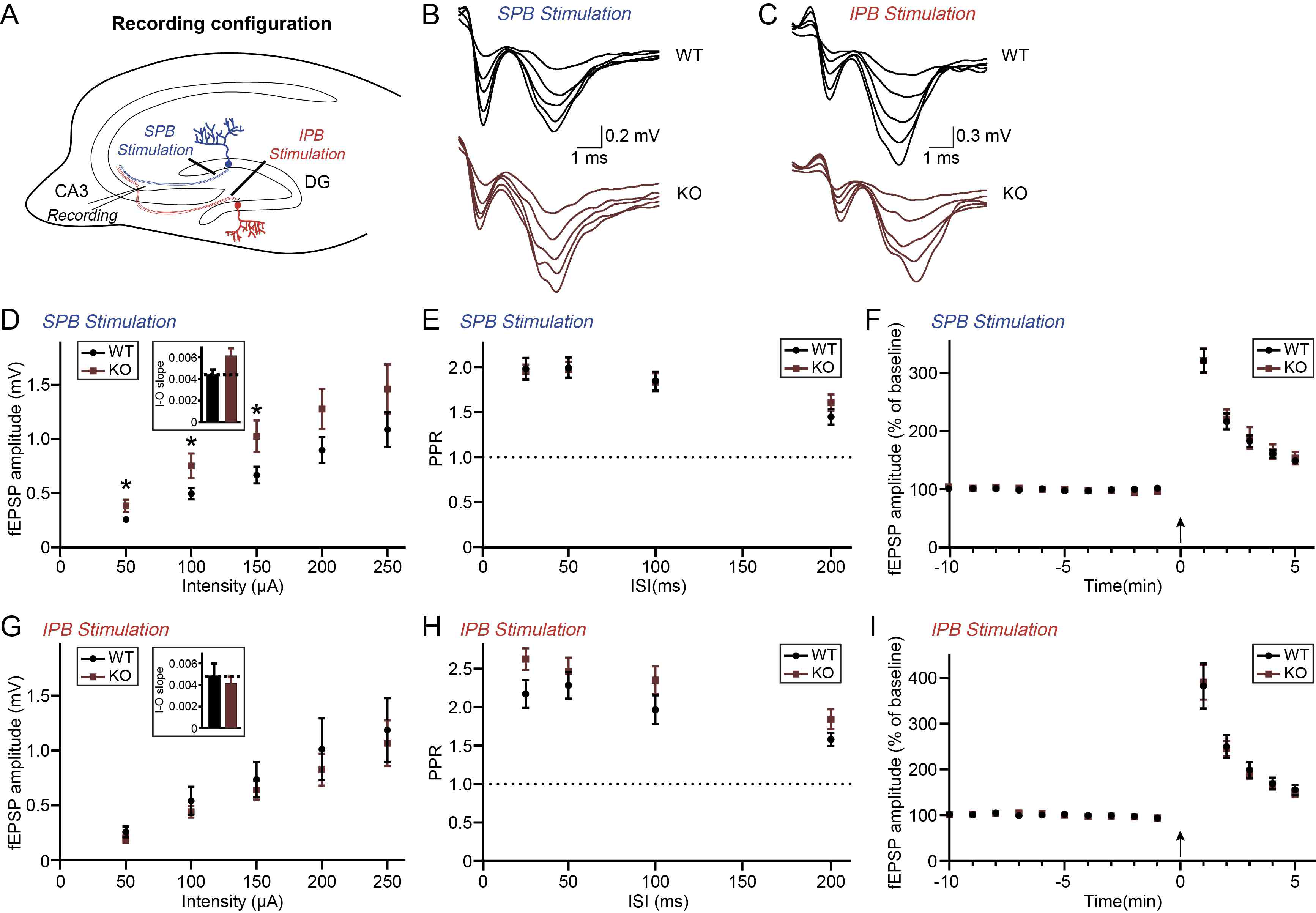 Presynaptic axon에 electrical stimulation한 반응에서 CA3 stratum radiatum에서의 Field excitatory postsynapatic potentials(fFEPSPs)recording