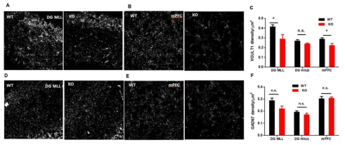 A와 B. LRRTM3 결손 생쥐에서 excitatory synapse (VGLUT1 항체로 염색)