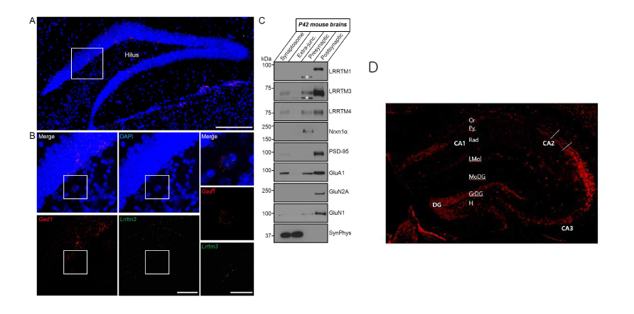 A와 B. Lrrtm3 (녹색)과 Gad2 (빨강). RNAscope-based fluorescence in situ hybridization. C. crude synaptosomes (synaptosome)의 immunoblots, 성체 마우스 뇌의 전시냅스와 후시냅스 fractions. D. LRRTM3 유전자의 DG에서의 protein 발현 패턴 분석