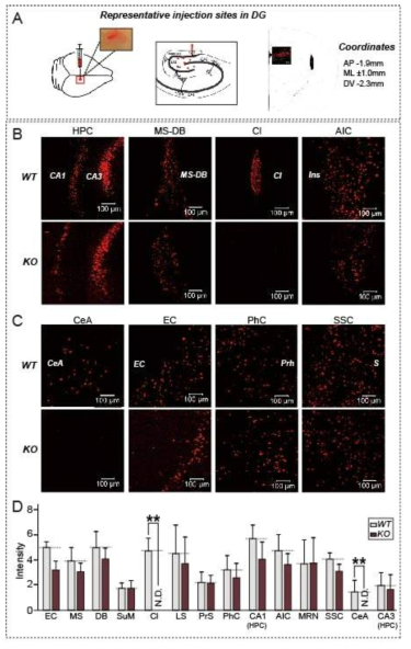 DG granule neurons으로 투사하는 신경 세포들의 표식을 역방향 추적 (retrograde tracing)
