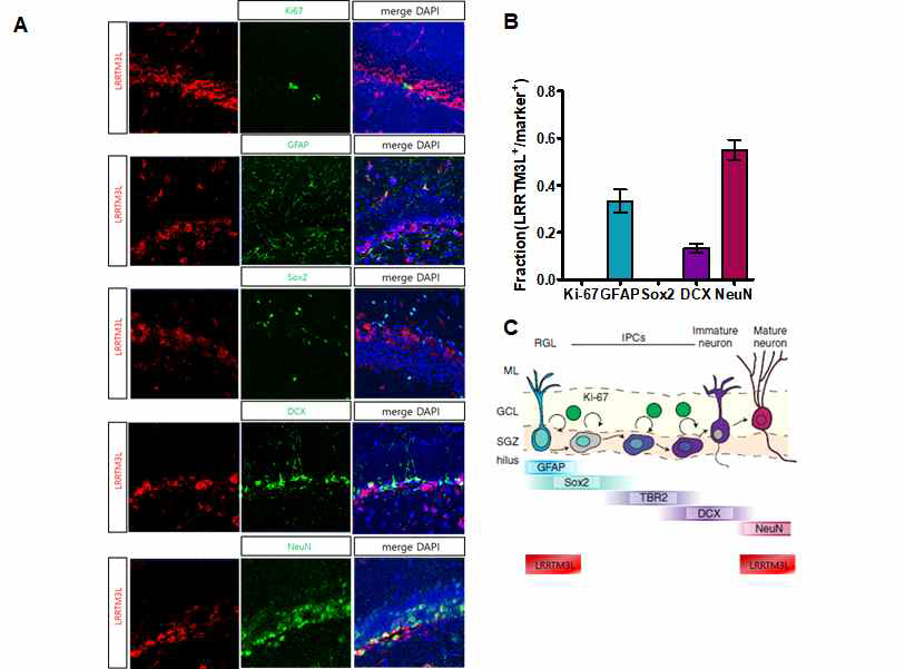 LRRTM3 유전자와 type 1 cell progenitor에서 mature neuron이 되기까지의 stage specific marker(Ki-67, glial fibrillary acidic protein (GFAP), sex determining region Y-box (Sox2), doublecortin(DCX), Neuronal nuclei (NeuN))의 double immunohistochemistry. 세포의 proliferation 을 정도를 확인하기 위한 5-Bromo-3-deoxyuridine (BrdU) assay