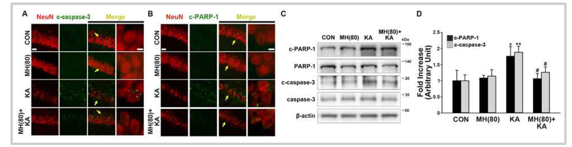 Reduction of apoptosis by treatment with morin in the KA-treated hippocampus