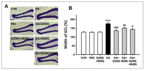 Inhibitory effect of co-treatment with silibinin and morin on the progression of GCD induced by KA in the early stages of epileptogenesis