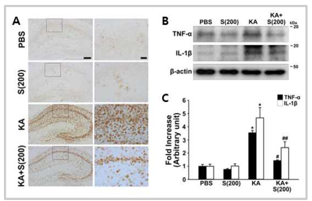 Anti-inflammatory effects of silibinin on KA treatment in the hippocampus