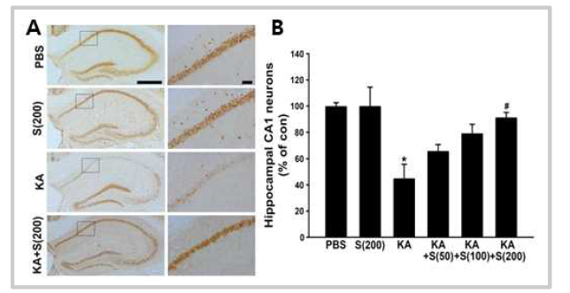 Neuroprotective effects of silibinin against KA-induced excitotoxicity