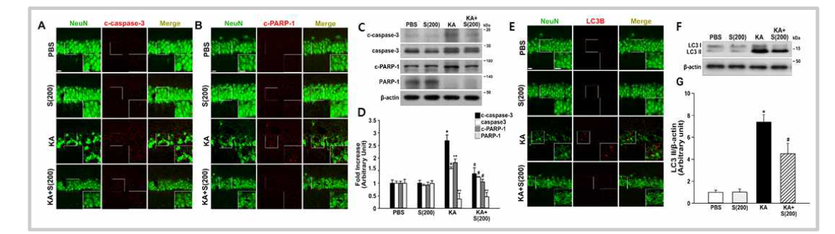 Reduction of apoptosis and autophagic stress by treatment with silibinin in the KA-treated hippocampus