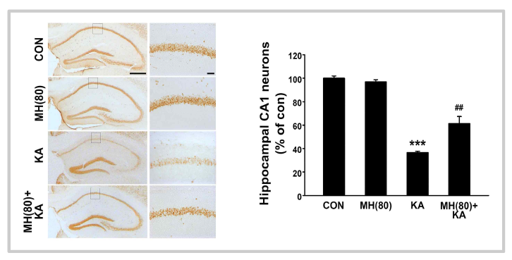 Neuroprotective effects of morin against KA-induced excitotoxicity