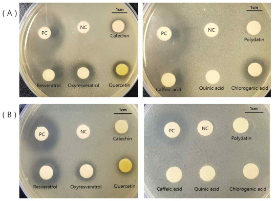 Inhibitory activity of standard compounds on P. acnes (A) KCTC 3314 (B) 3320