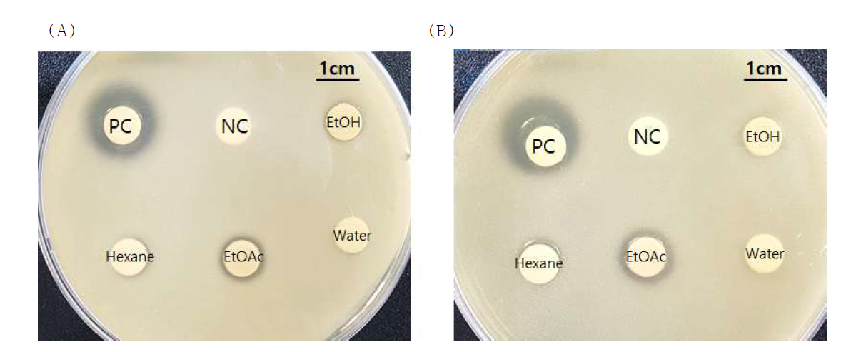 Inhibitory activity of Smilax china L. root Extractions on P. acnes (A) KCTC 3314 (B) 3320 PC : Positive control, NC : Negative control