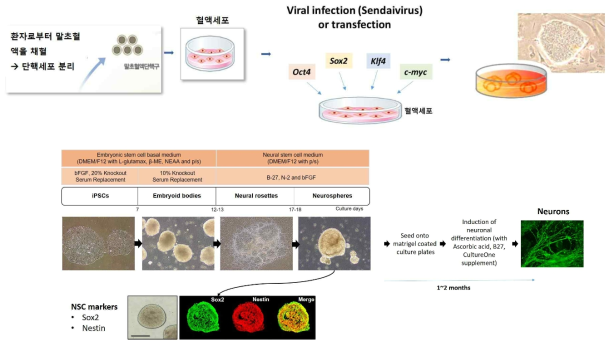 환자의 말초혈액에서 분리한 mononuclear cell을 이용한 induced pluripotent stem cell제작과 신경세포로의 분화 개요(한국생명공학연구원 이다용 박사팀 진행 중)