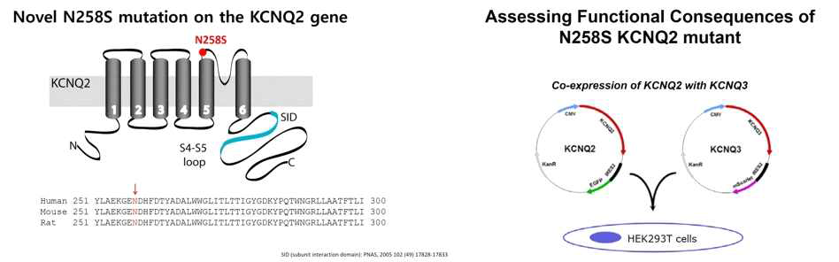 KCNQ2 유전자 변이의 위치와 HEK293T세포에 KCNQ2, KCNQ3 유전자를 발현시키는 모식도